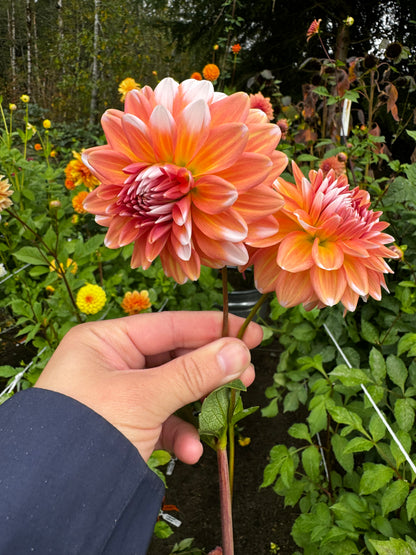 Coral Mystery Dahlia Tuber