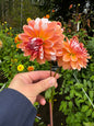 Coral Mystery Dahlia Tuber