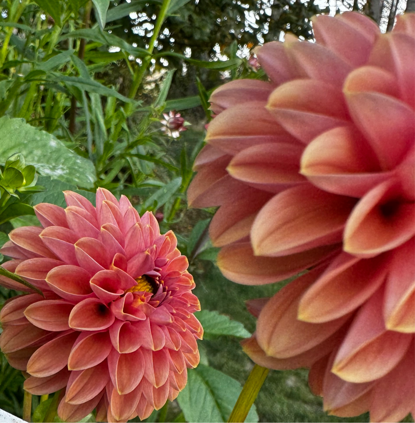 Narrows Erica Dahlia Tuber