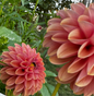 Narrows Erica Dahlia Tuber