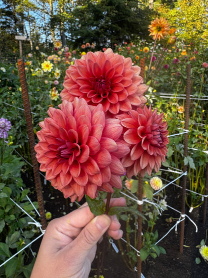 Mystique Dahlia Tuber