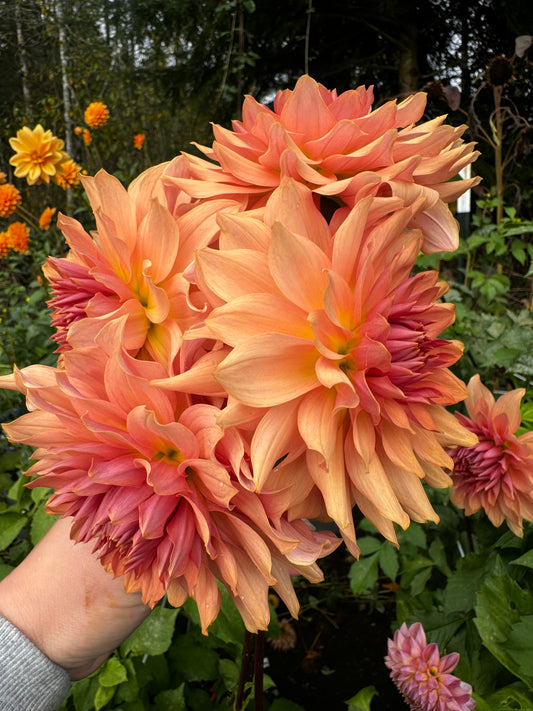 Hee Haugh Dahlia Tuber