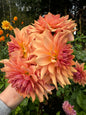 Hee Haugh Dahlia Tuber