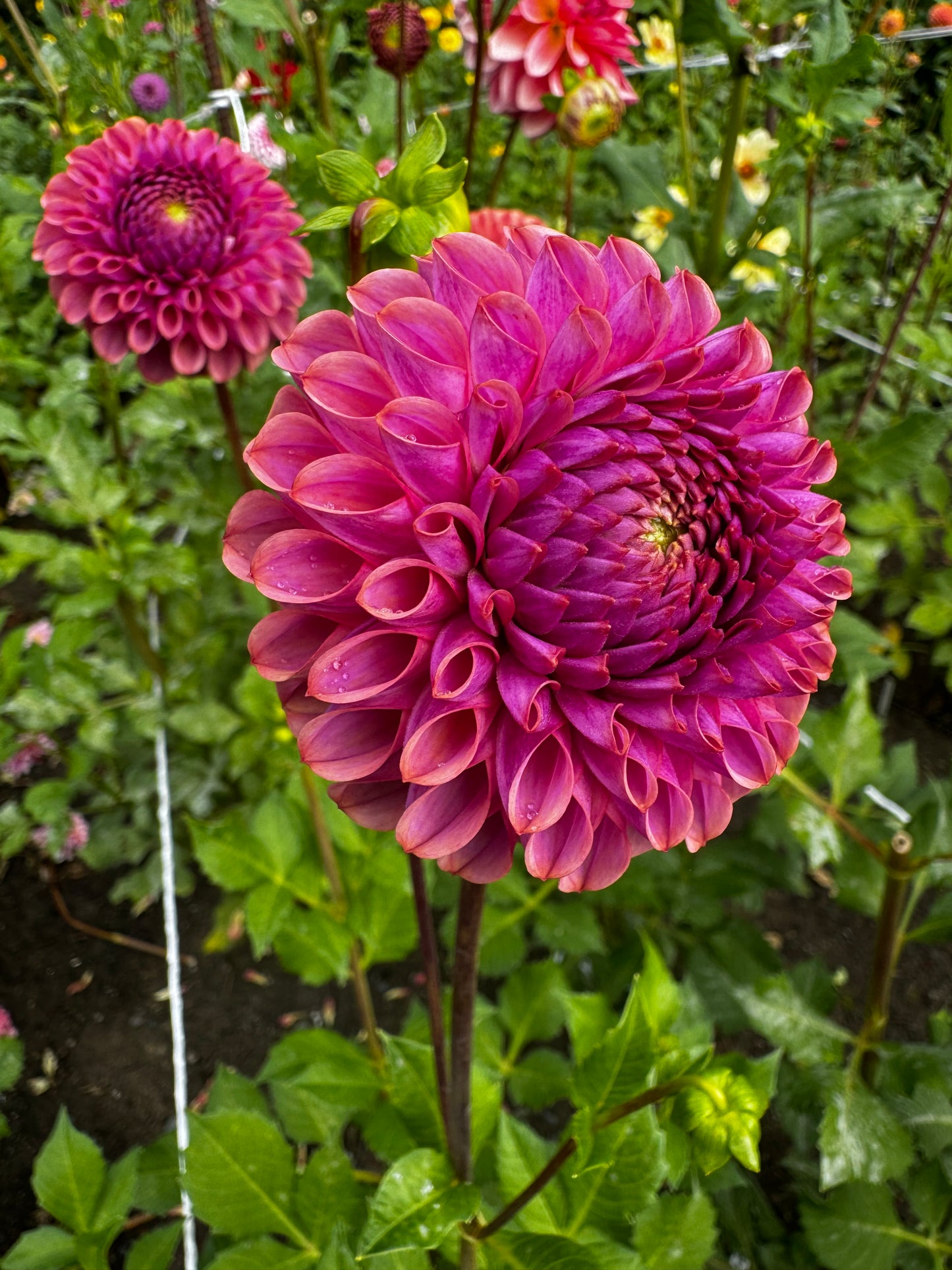 Caitlin’s Joy Dahlia Tuber
