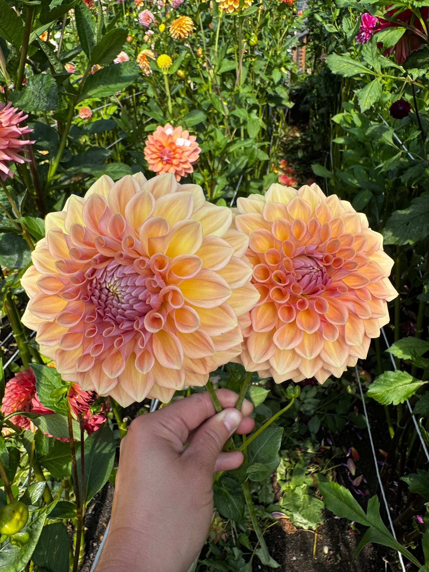 RM October Skies Dahlia Tuber Limit 1
