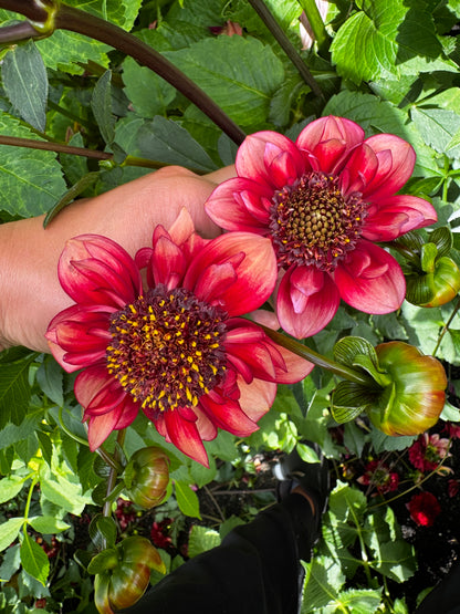 Sarah Raven Dahlia Tuber