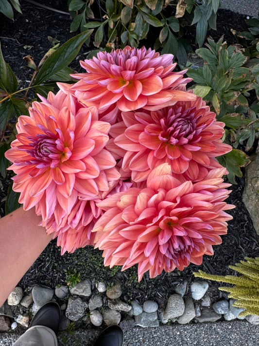 American Dawn Dahlia Tuber