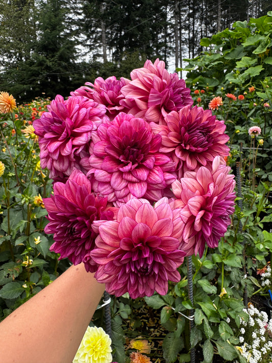 Molly Raven Dahlia Tuber Limit 1