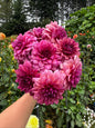 Molly Raven Dahlia Tuber Limit 1