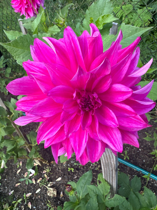 I’m A Hottie Dahlia Tuber