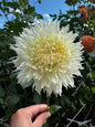 Colwood Hope Dahlia Tuber