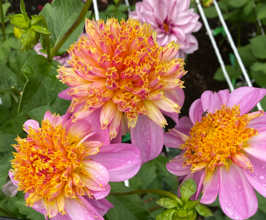 Twilite Dahlia Tuber