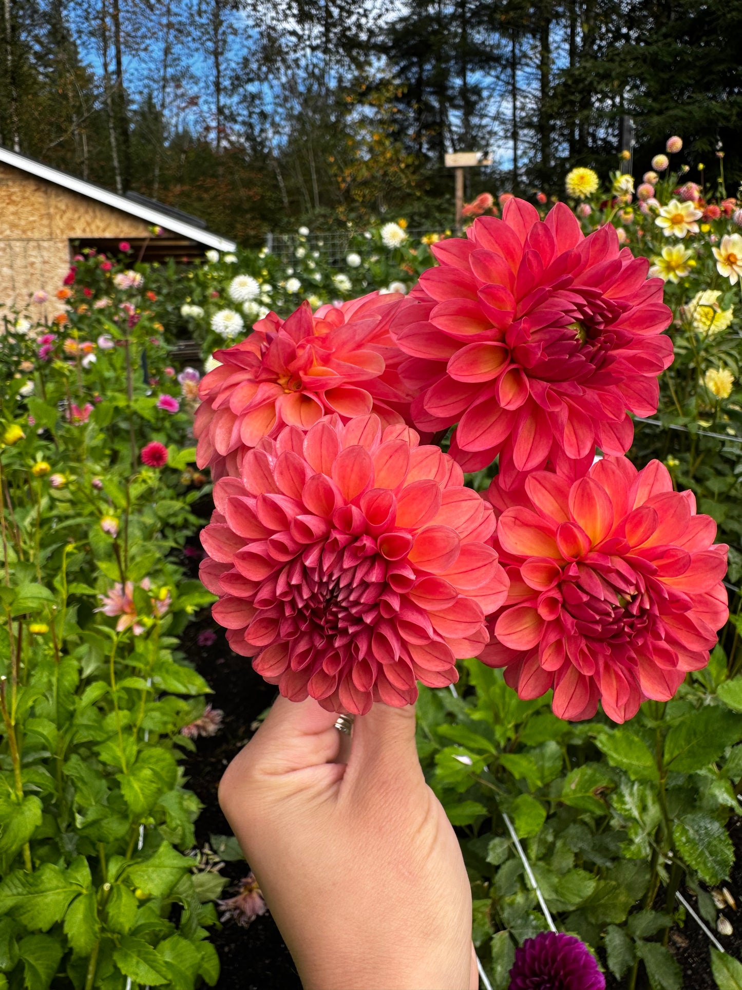 Chimacum Nadjea Dahlia Tuber