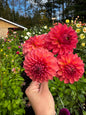 Chimacum Nadjea Dahlia Tuber
