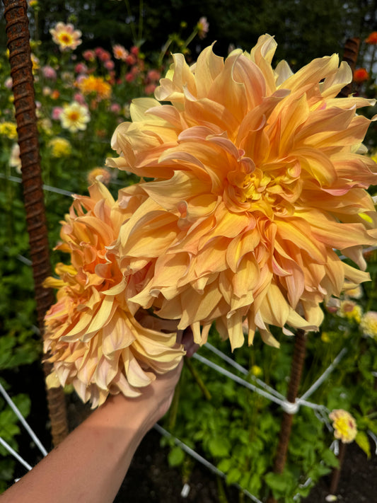 Big Brother Dahlia Tuber