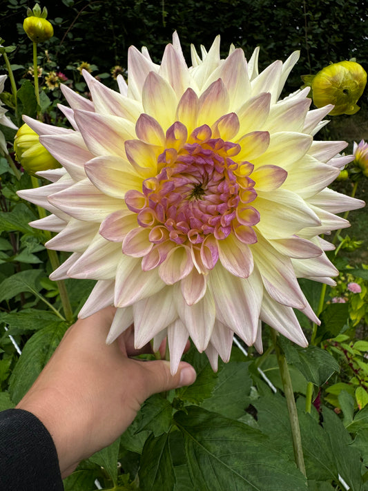 Netherton Cindy Dahlia Tuber