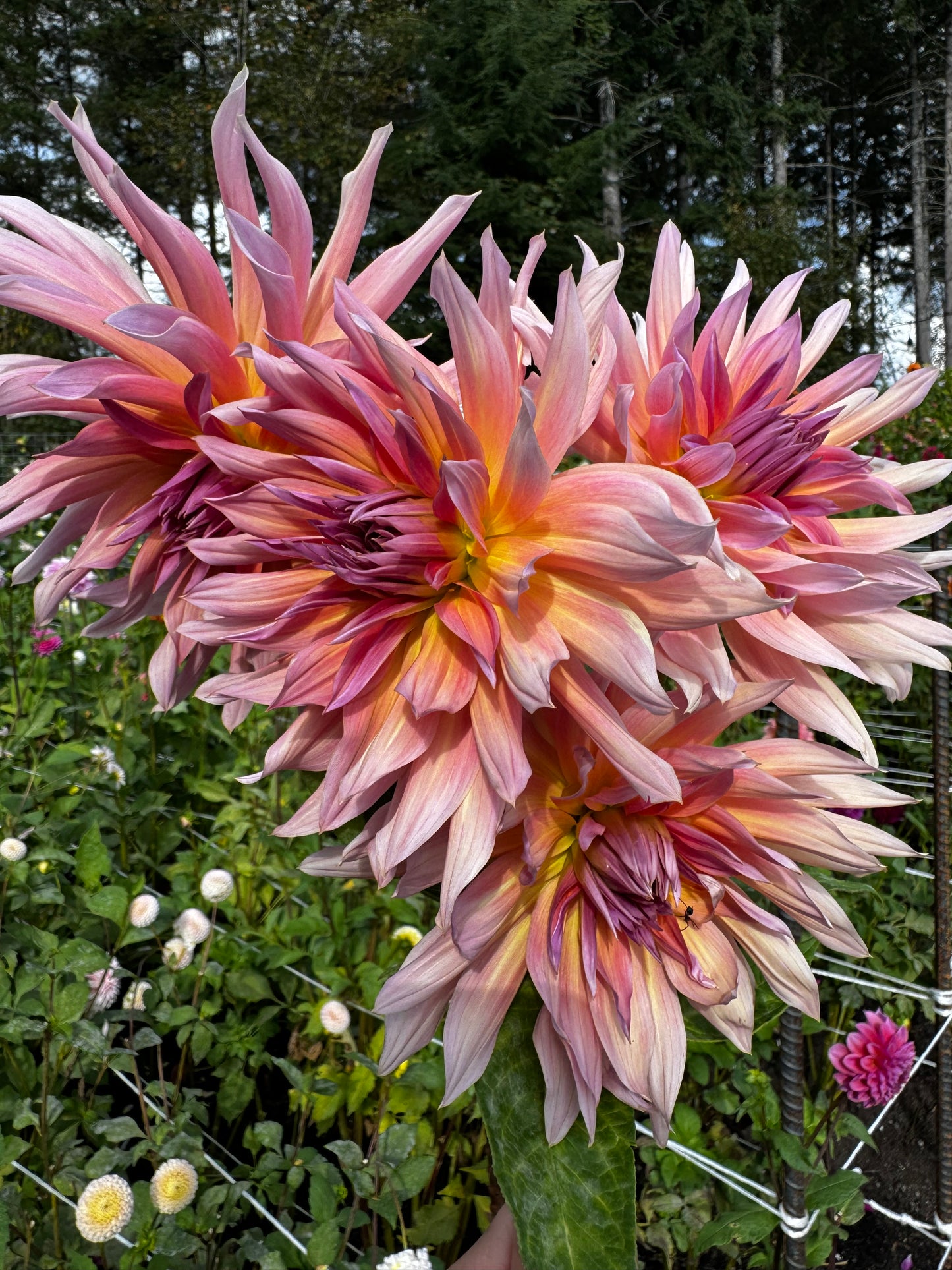 Blue Peter Dahlia Tuber