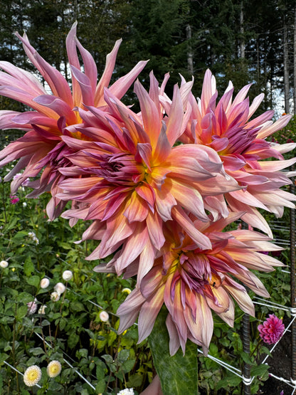 Blue Peter Dahlia Tuber