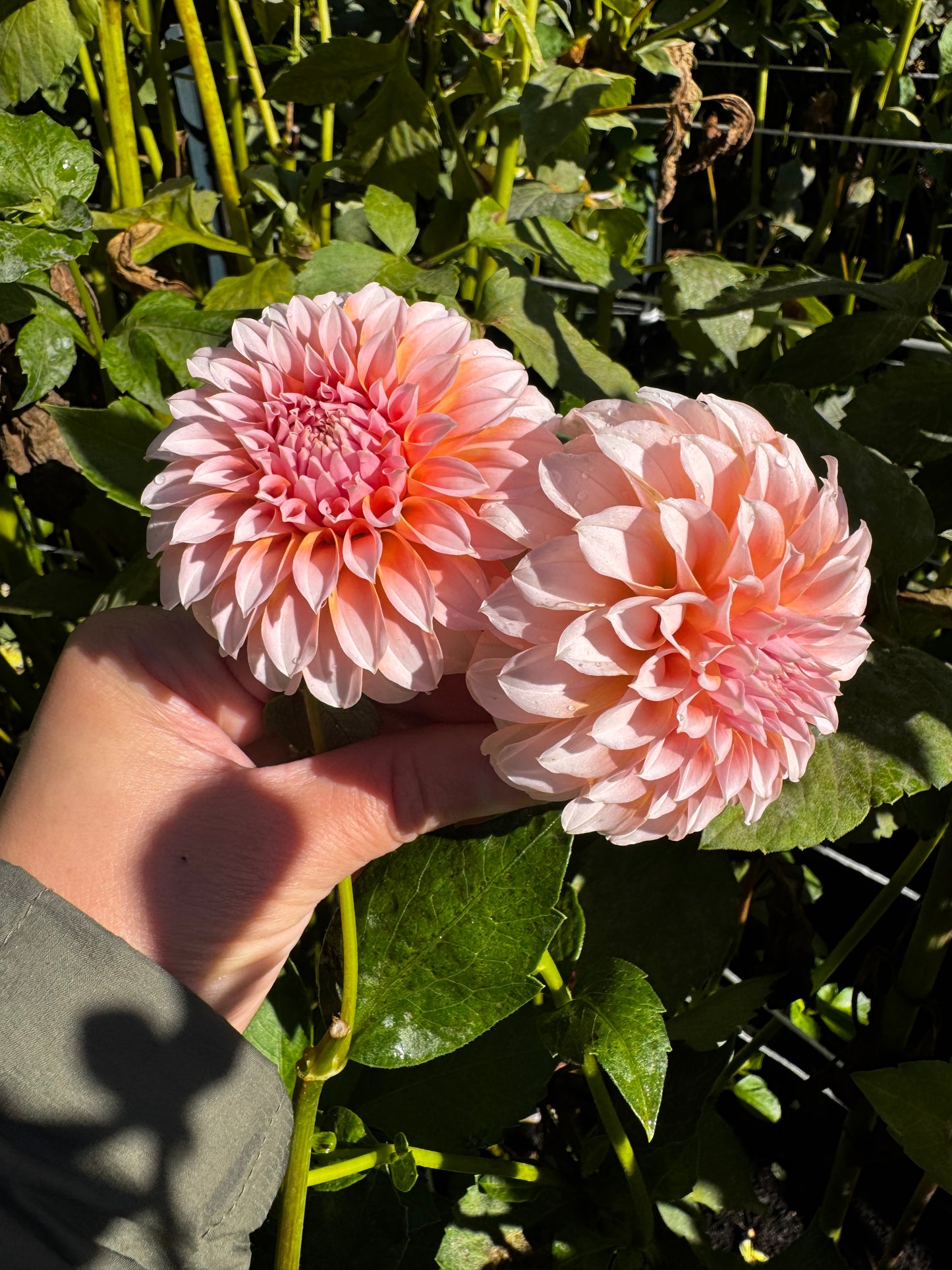Peaches n’ Cream Dahlia Tuber