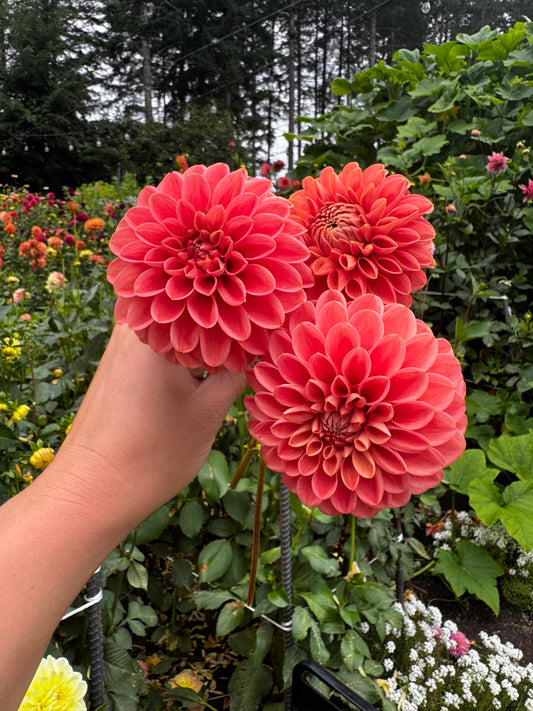 Jowey Nicky Dahlia Tuber