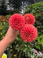 Jowey Nicky Dahlia Tuber