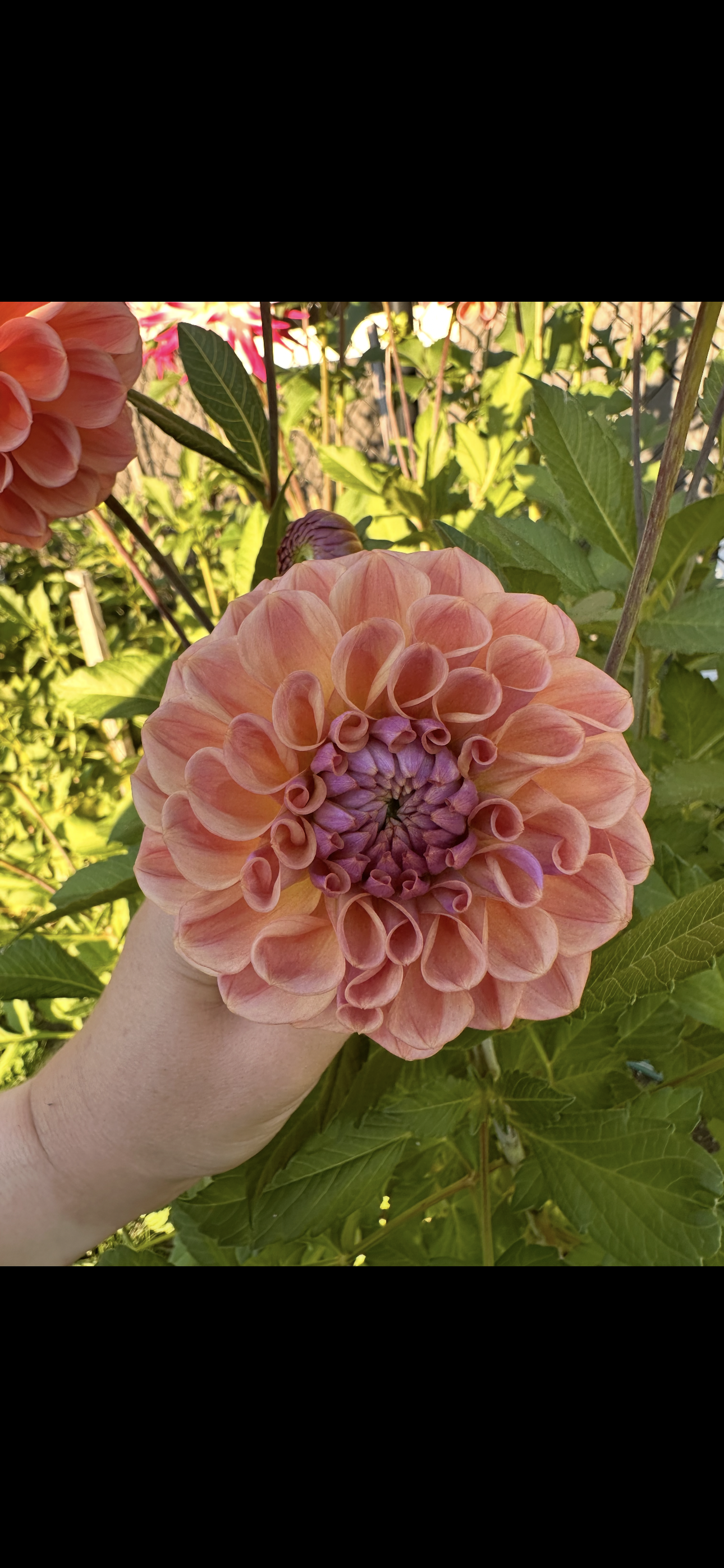 Chewy Dahlia Tuber