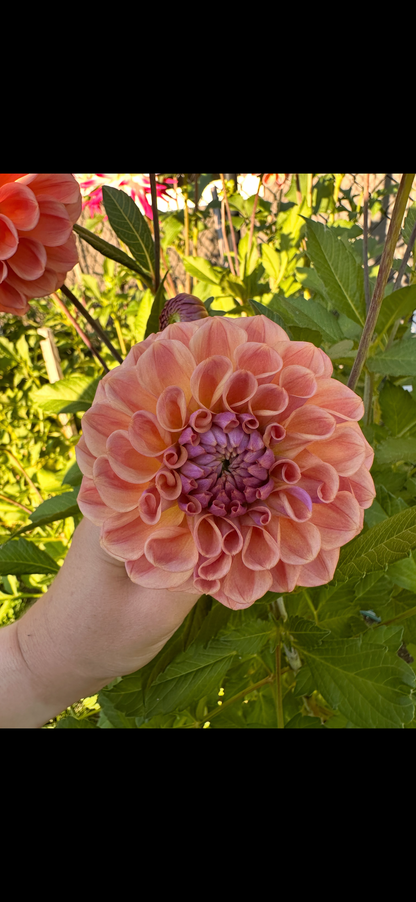 Chewy Dahlia Tuber
