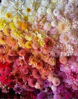 Growers Choice Random Color Dahlia Tubers