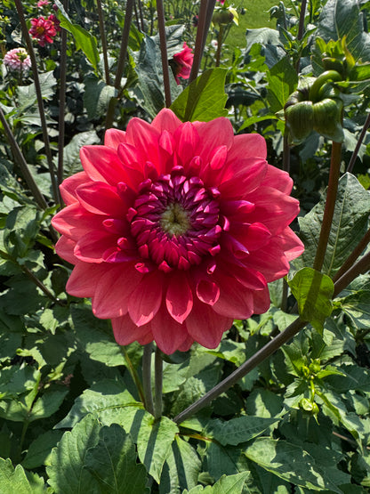 Bowser Tash dahlia tuber