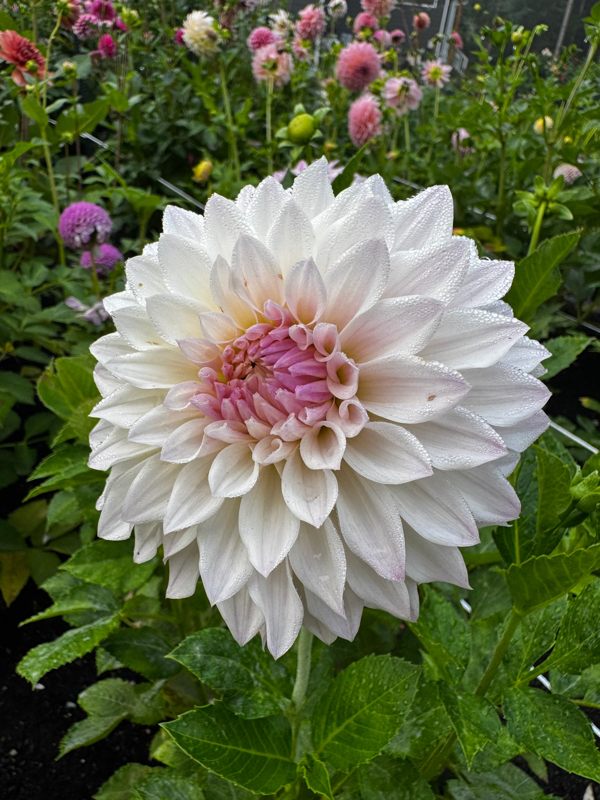 Bloomquist Compare dahlia tuber