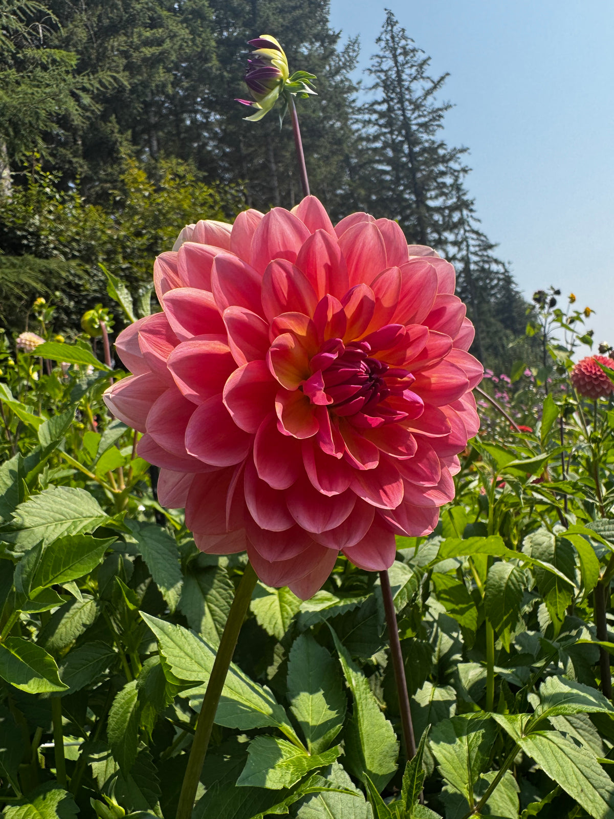 Wildwood Marie Dahlia Tuber