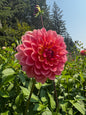 Wildwood Marie Dahlia Tuber