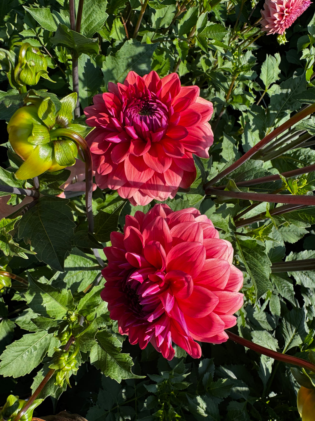 Bowser Tash dahlia tuber
