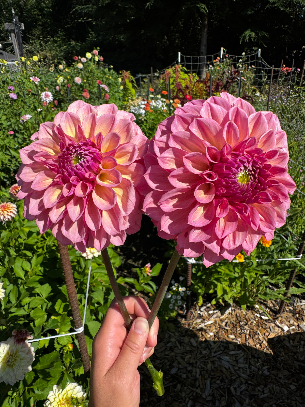 Avoca Amanda dahlia tuber