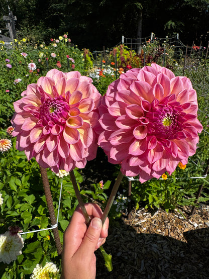 Avoca Amanda dahlia tuber