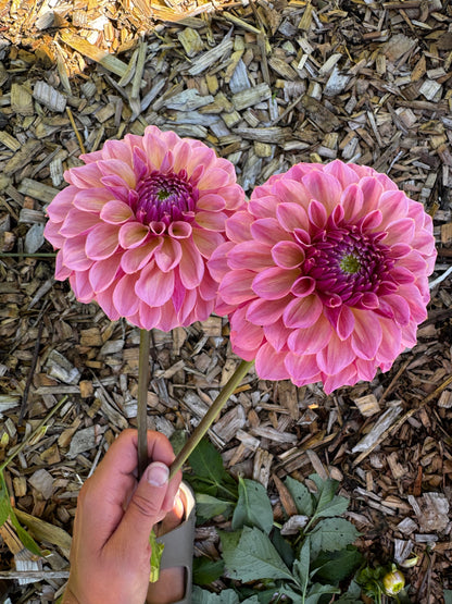 Avoca Amanda dahlia tuber
