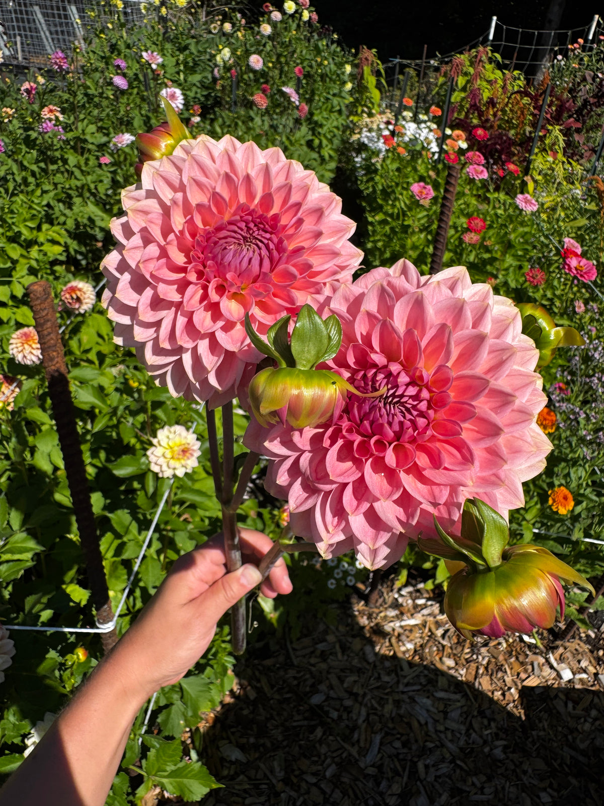 Askwith Minnie Dahlia Tuber Limit 1