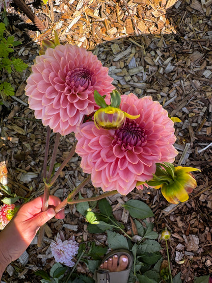Askwith Minnie Dahlia Tuber Limit 1