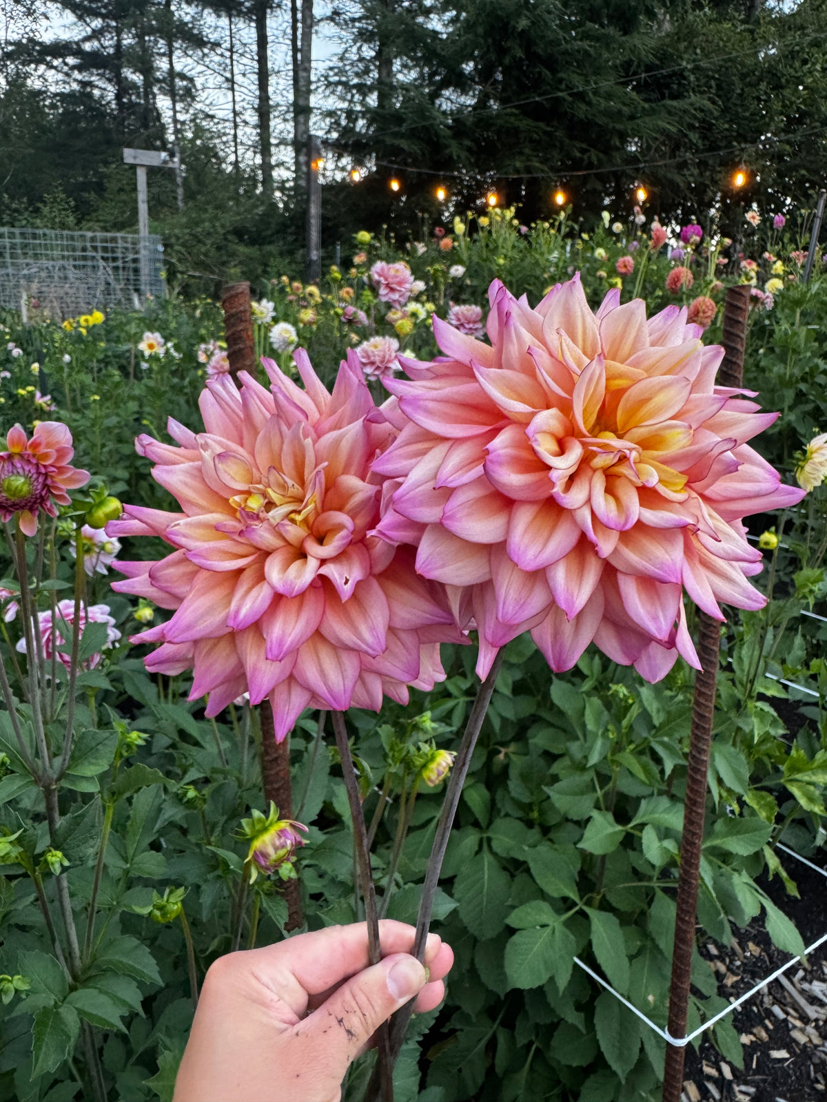 Bahama Mama dahlia tuber