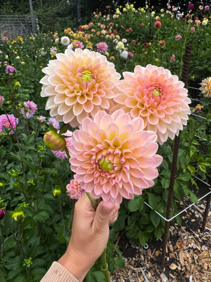 Barbarry Dominion dahlia tuber