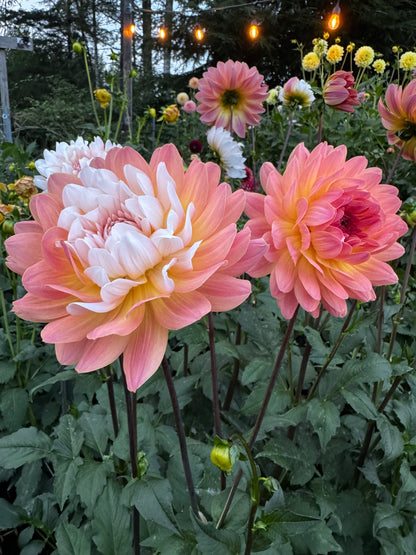 Annie Banannie dahlia tuber
