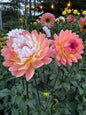 Annie Banannie dahlia tuber