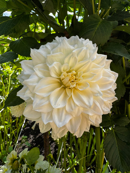 Alabaster Dahlia Tuber