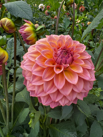 Bloomquist Dave dahlia tuber