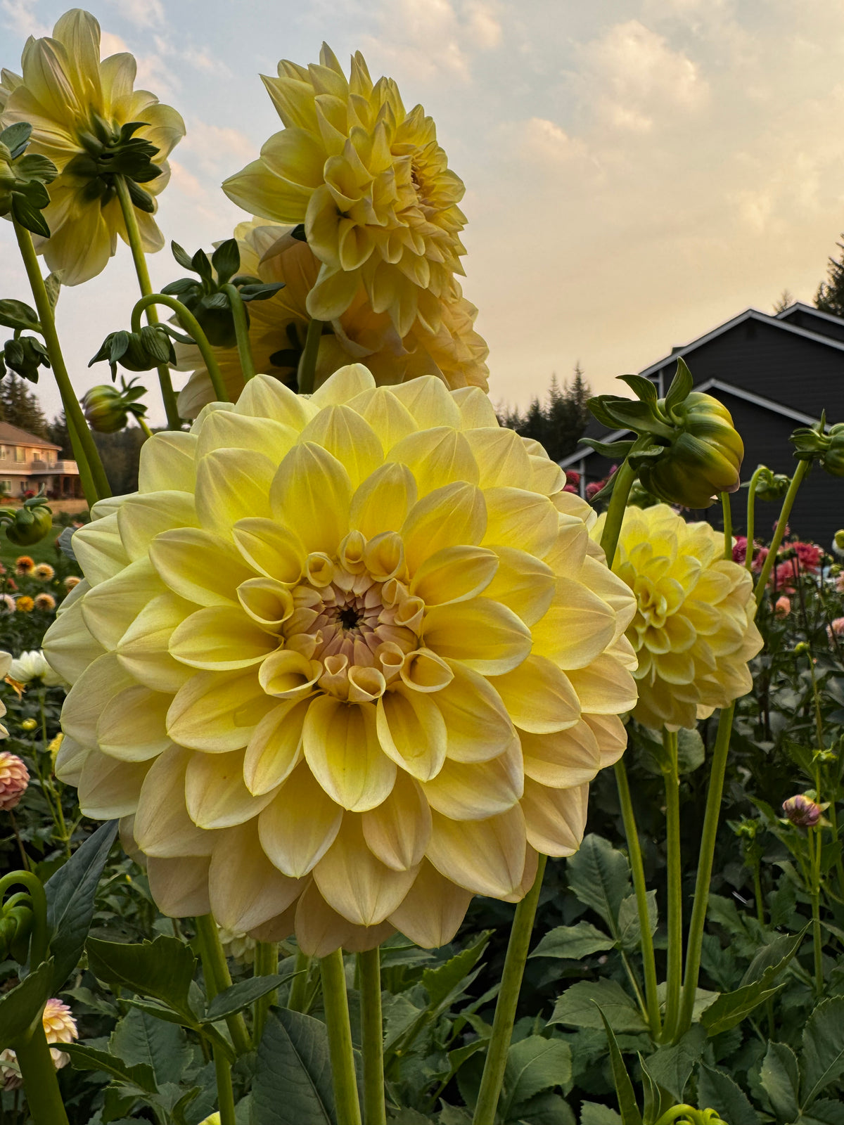 ALOA Malaika dahlia tuber