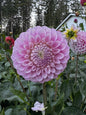 20th Ave Old Major dahlia tuber