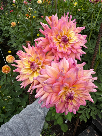 Bahama Mama dahlia tuber
