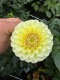 20th Ave Tradition dahlia tuber