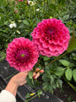 Avoca Amanda dahlia tuber