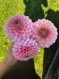 Bloomquist Pink Parfait dahlia tuber